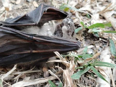 A dead bat lying motionless on the ground, documenting wildlife mortality  Stockfoto's