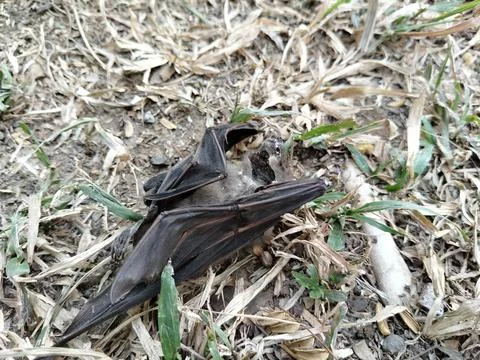 A dead bat lying motionless on the ground, documenting wildlife mortality  Stockfoto's