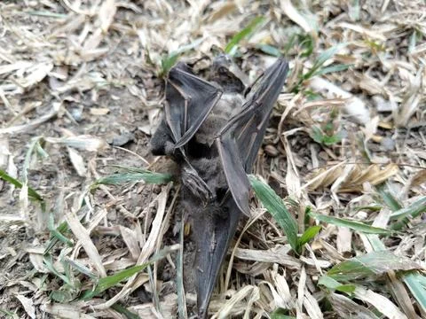 A dead bat lying motionless on the ground, documenting wildlife mortality  Stockfoto's