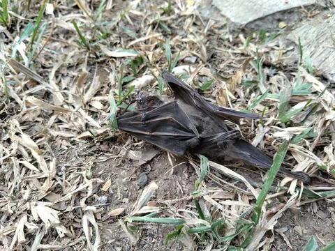 A dead bat lying motionless on the ground, documenting wildlife mortality  Stockfoto's