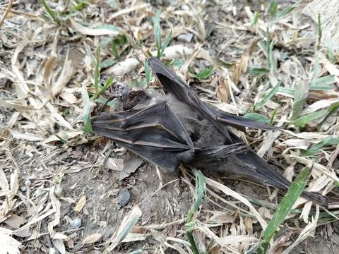 A dead bat lying motionless on the ground, documenting wildlife mortality  Stockfoto's