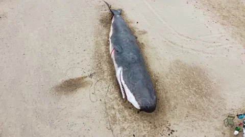 Dead Beached Sperm Whale on Uk Beach Stock Footage 195116347