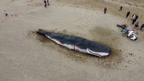 Dead Beached Sperm Whale Washed Up 360 Aerial Drone Pan Shot To Right Stock Footage 195114957