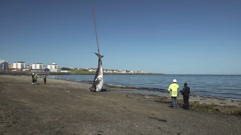 A dead beached whale is dragged away with a crane Reykjavik Iceland Stock Footage 115901341