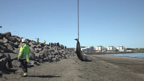 A dead beached whale is removed from the shore by crane Reykjavik Iceland Stock Footage 115901211