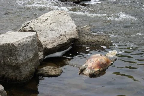 Dead Beaver Carcass Stock Photos