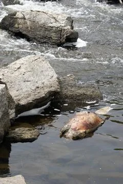 Dead Beaver Carcass Foto stock