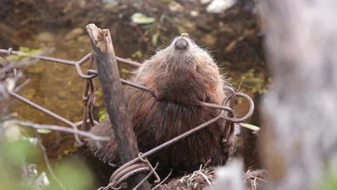 Dead Beaver trapped in a conibear trap on his pond. Found dead Stock Footage 226463565