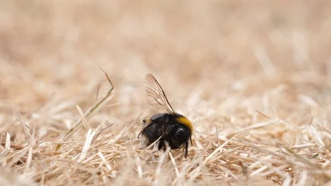 Dead bee and two ants 動画素材 92165433