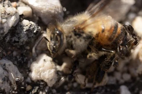 Dead Bee With Ants Stock Photos