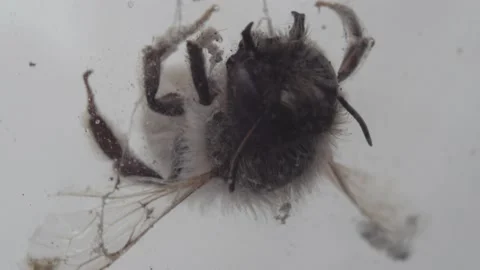 Dead bee close up Stock Footage 233499435