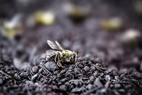 Dead bee dropped to the ground after pesticide use Stock Photos