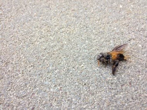 A Dead Bee on the floor Stock Photos