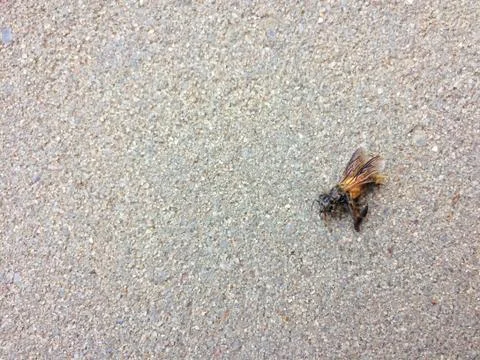 A Dead Bee on the floor Stock-Fotos