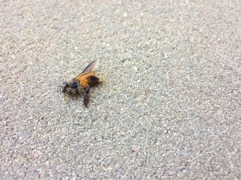 A Dead Bee on the floor Stock Photos