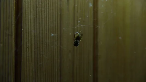 Dead bee hanging on a spider web and a spider walking inside a bigger web 库存影片 123401727