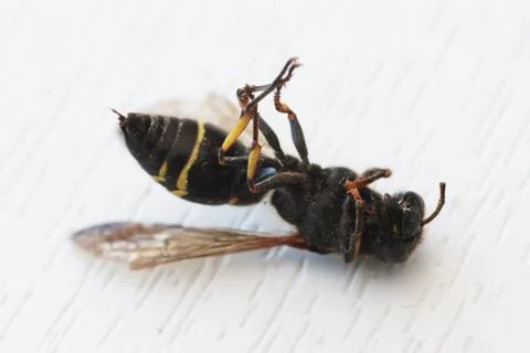 A dead bee lies on its back on a white background. Stock Photos