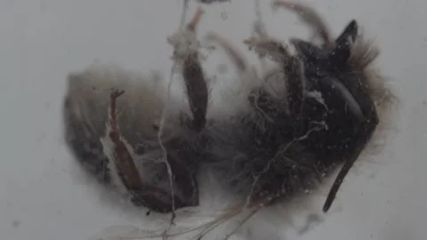 Dead Bee macro shot Stock Footage 233499461