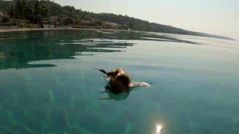 A dead bee on surface sea 库存影片 219491162