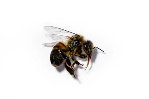 Dead bee on white background Stock Photos