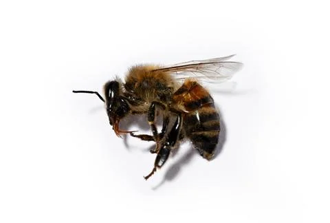 Dead bee on white background Foto stock