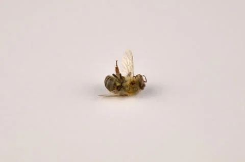 Dead bee on a white background, side view Foto stock