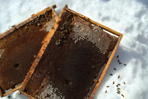 Dead bees and honey frames on the snow 写真素材