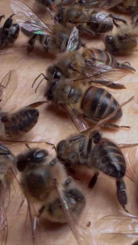 Dead bees. Bee colony collapse. Apiary infection. Beekeeping. Honey bees Stock Footage 313994883