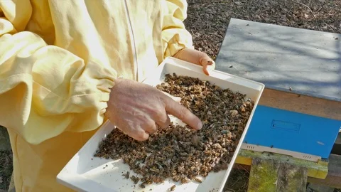 Dead bees. Beekeeper holds the tray full of dead bees taken from the beehive Vídeos de archivo 105348100