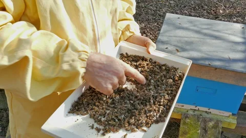 Dead bees. Beekeeper holds the tray full of dead bees taken from the beehive Vídeos de archivo 127624867