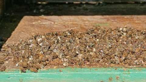 Dead bees at the bottom of the beehive board Vídeos de archivo 127625305