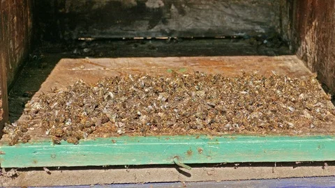 Dead bees at the bottom of the beehive. Zoom in shot Vídeos de archivo 105572495