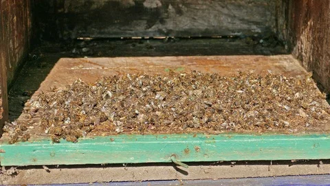 Dead bees at the bottom of the beehive. Zoom in shot Vídeos de archivo 127625236