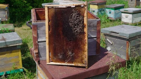 Dead bees covered with dust and mites on an empty honeycomb from a hive in Stock Footage 114542470
