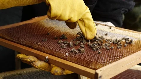 Dead bees in hive. Beekeeper managing bees. Colony collapse disorder Stock Footage 238714480