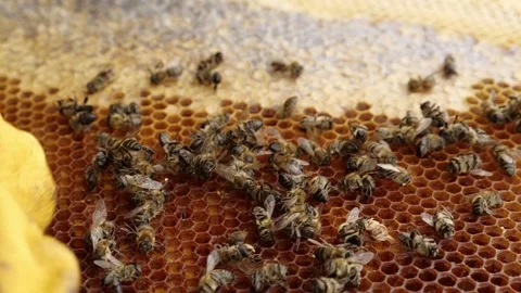 Dead bees in hive. Beekeeper managing bees. Colony collapse disorder Stock Footage 247940760