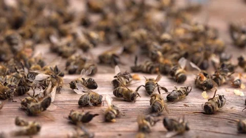 Dead bees in the hive. Colony Collapse Disorder. Starvation, pesticide exposure Stock Footage 238714578