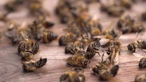 Dead bees in the hive. Colony Collapse Disorder. Starvation, pesticide exposure Stock Footage 258310748