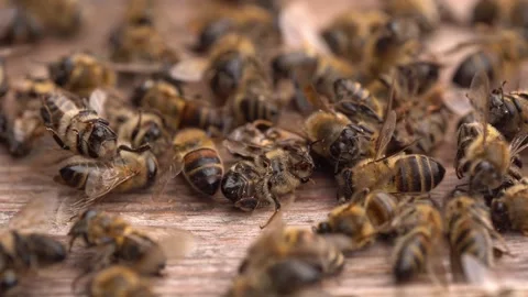 Dead bees in the hive. Colony Collapse Disorder. Starvation, pesticide exposure Stock Footage 264549075