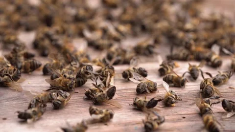 Dead bees in the hive. Colony Collapse Disorder. Starvation, pesticide exposure Stock Footage 293752620