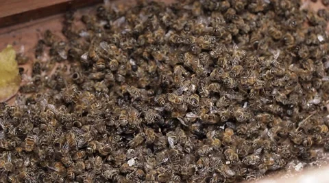Dead Bees in honey bee hive / pests and diseases Stock Footage 52078013