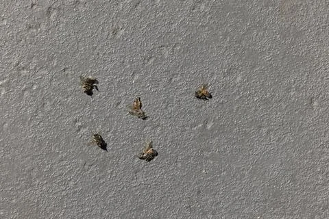 Dead Bees on Sidewalk Pollinator Decline Stock Photos