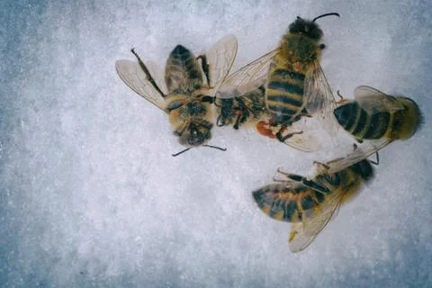 Dead bees on snow 写真素材
