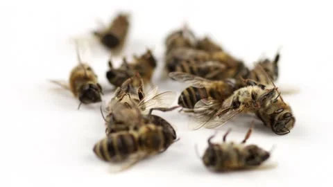 Dead bees on a white background. Lots of dead bees. Stock Footage 231034293