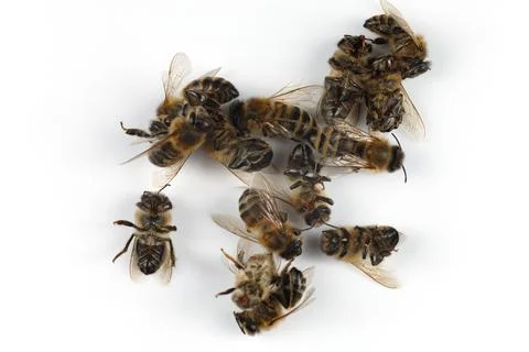 Dead bees on a white background. Lots of dead bees. Stock Photos