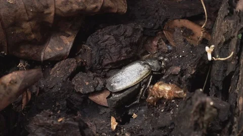 Dead Beetle and Forest Insects Among Decaying Jungle Leaf Litter Stock-Footage 335609714