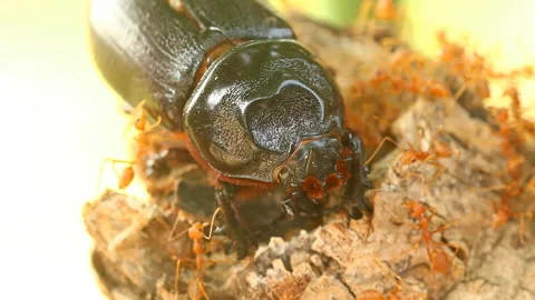 Dead  beetle  with ants , out door Chiangmai Thailand Stock Footage 152133052