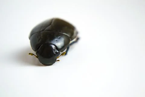 Dead beetle close-up on a white background for your advertising, a means of Stock Photos