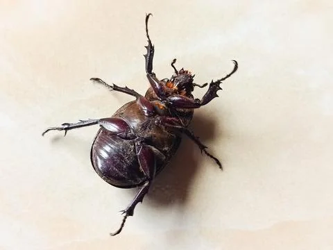Dead Beetle Insect Close Up on Light Background with Detailed Body Texture Stock Photos