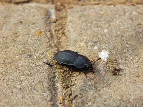 The dead beetle Stock Photos